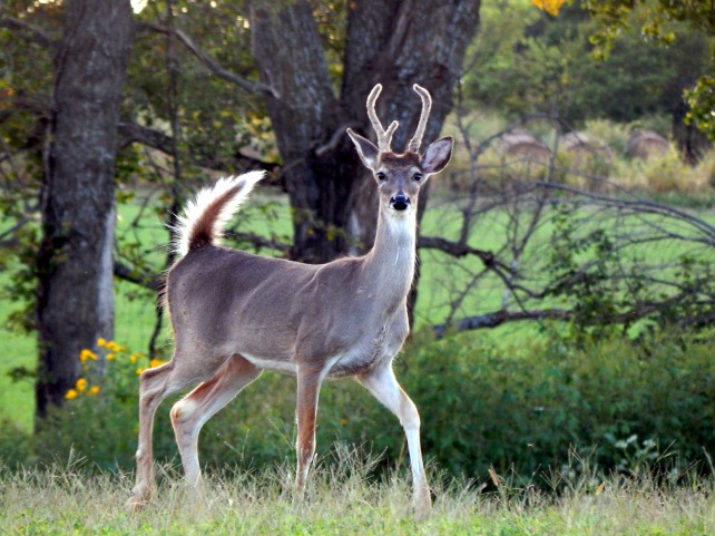 deer 3.1